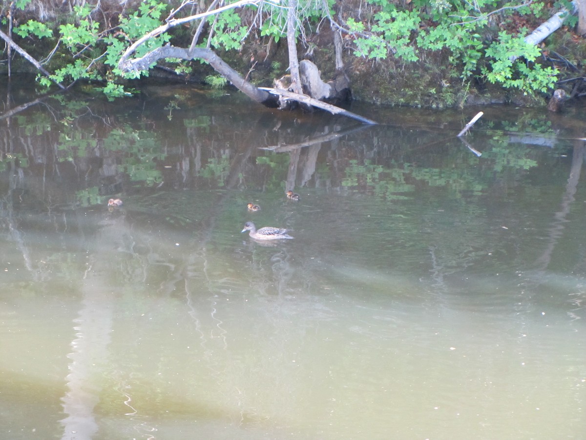 American Wigeon - ML613087346