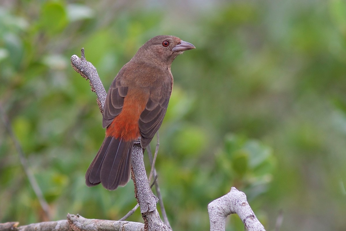 Tangara Brasileña - ML61308741