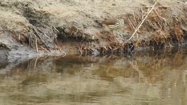 Northern Waterthrush - ML613087413