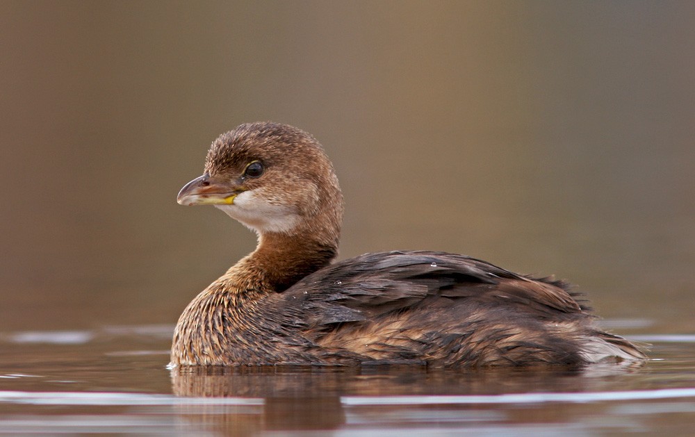 Pied-billed Grebe - ML613087414