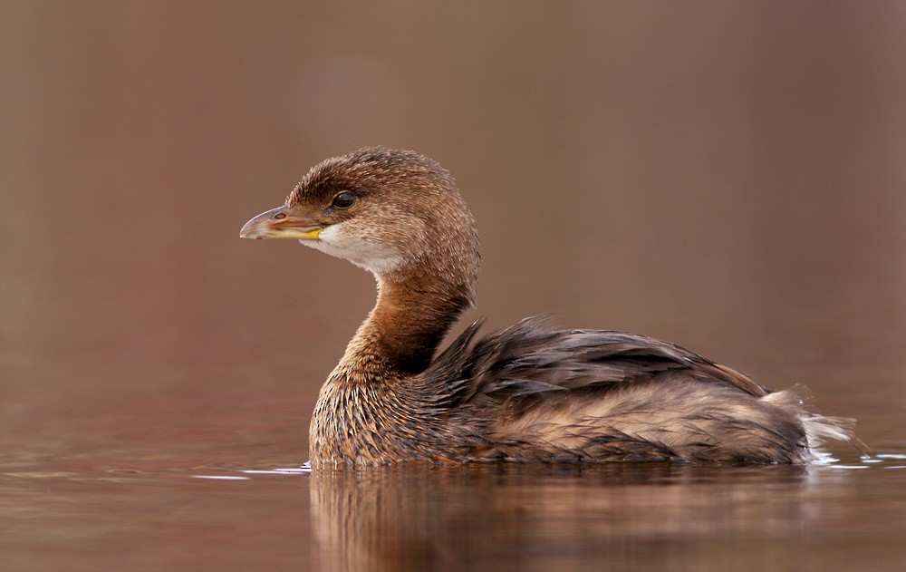 Pied-billed Grebe - ML613087415