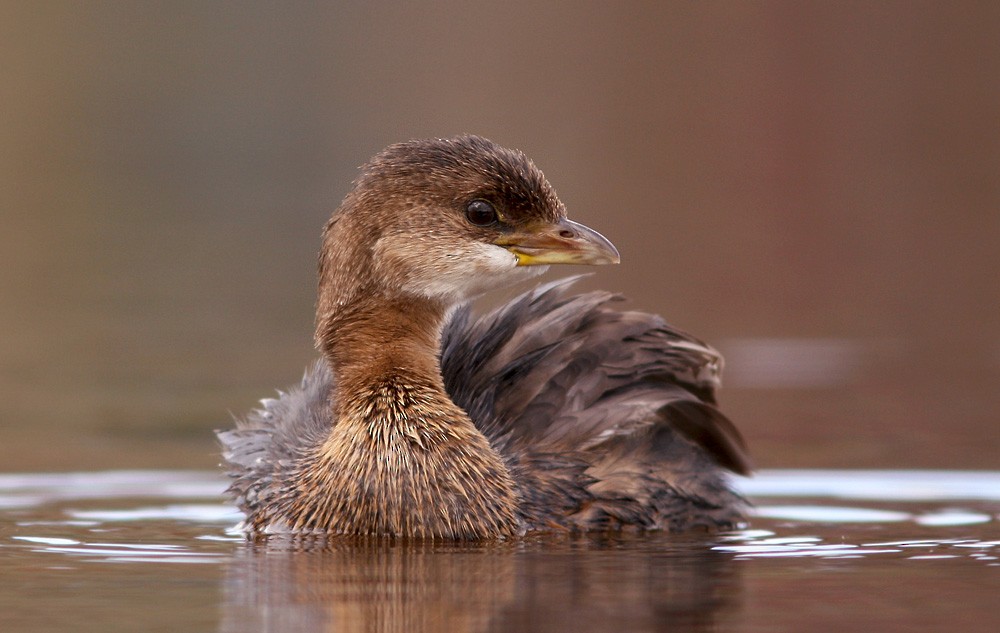 Pied-billed Grebe - ML613087416