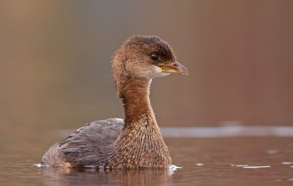 Pied-billed Grebe - ML613087420