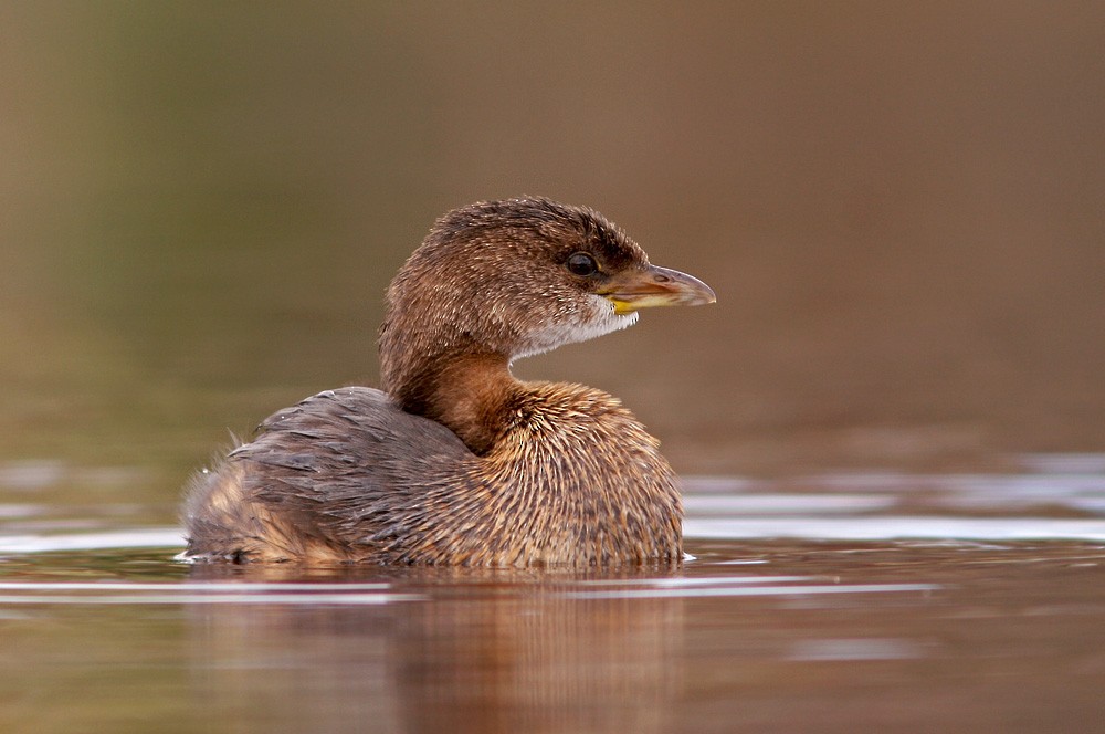 Pied-billed Grebe - ML613087421