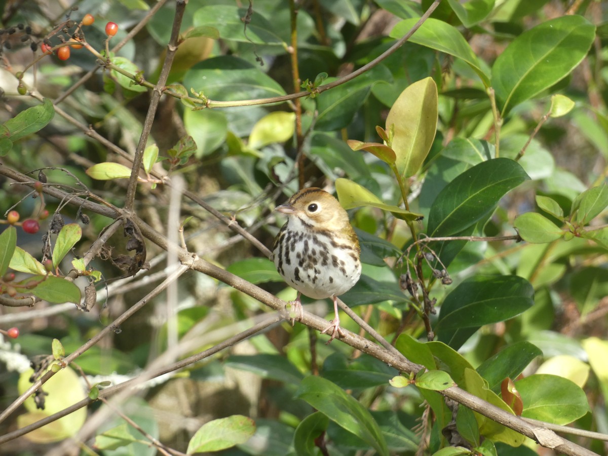 カマドムシクイ - ML613087491