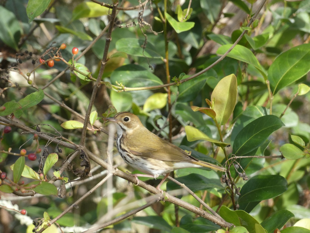 Ovenbird - ML613087493