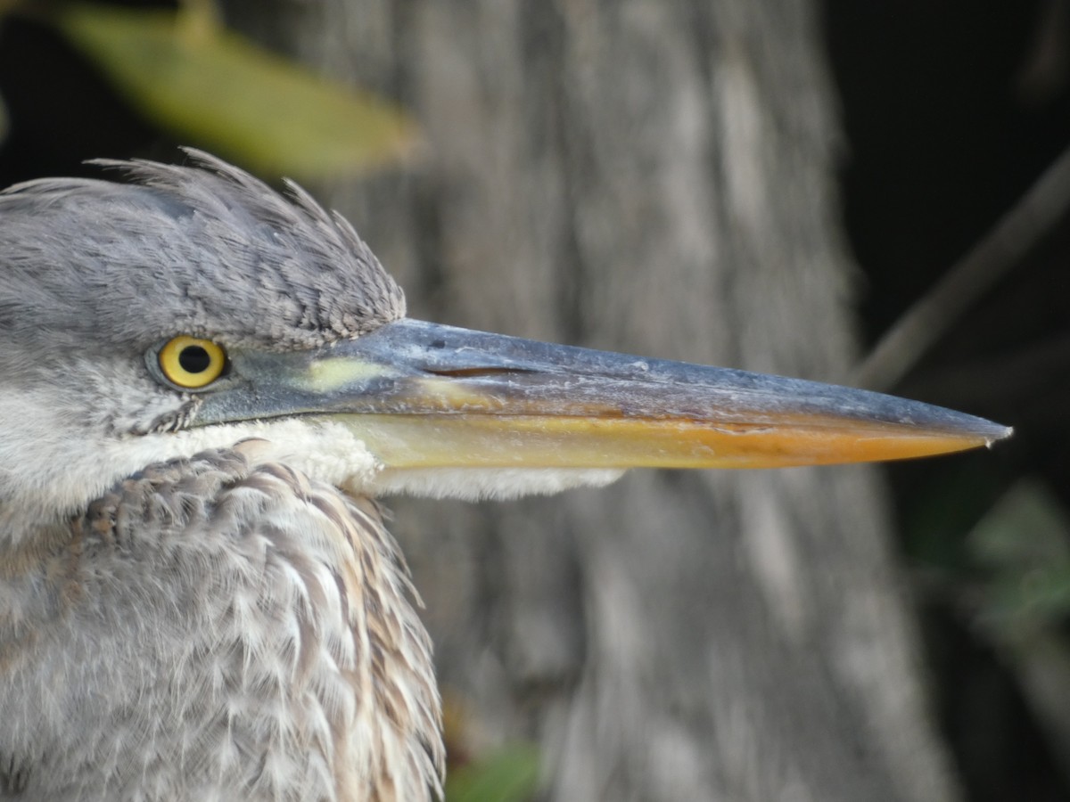 Great Blue Heron - ML613087510