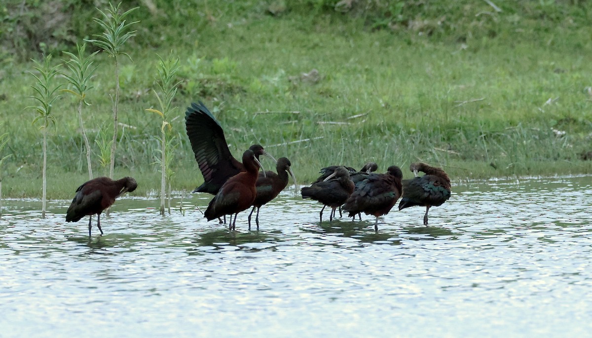 White-faced Ibis - ML613087539