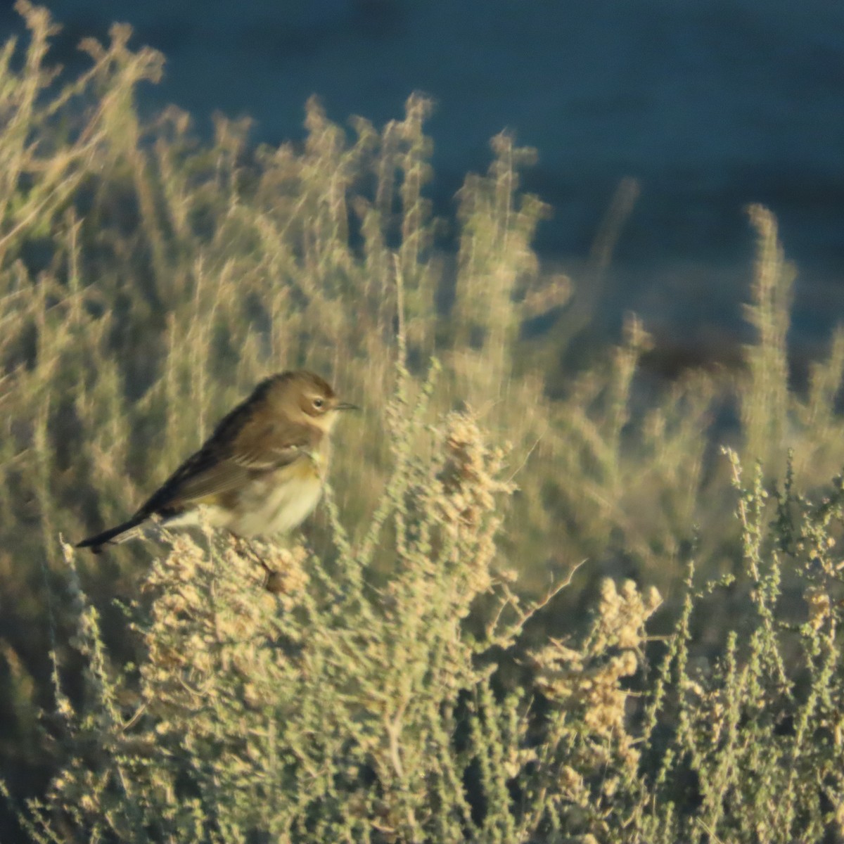 Yellow-rumped Warbler (Myrtle) - ML613087561