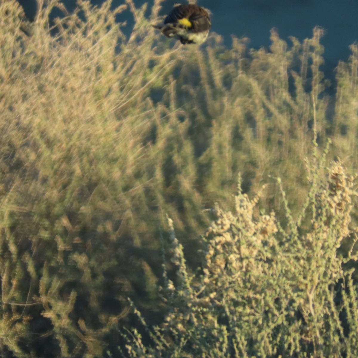 Yellow-rumped Warbler (Myrtle) - ML613087571