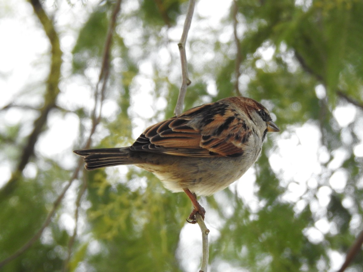 House Sparrow - ML613087578