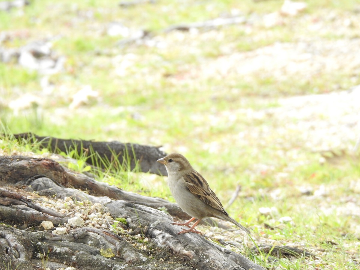 Moineau domestique - ML613087580