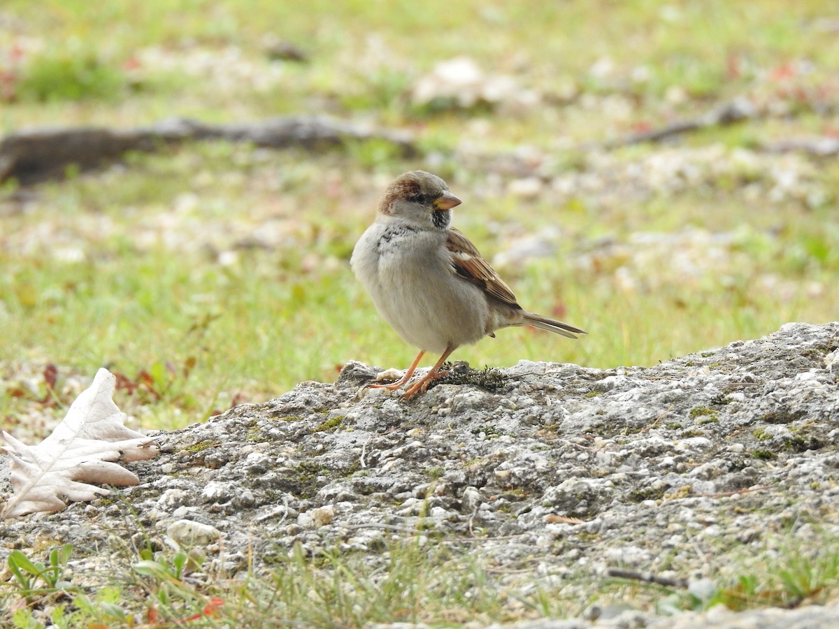 Moineau domestique - ML613087581