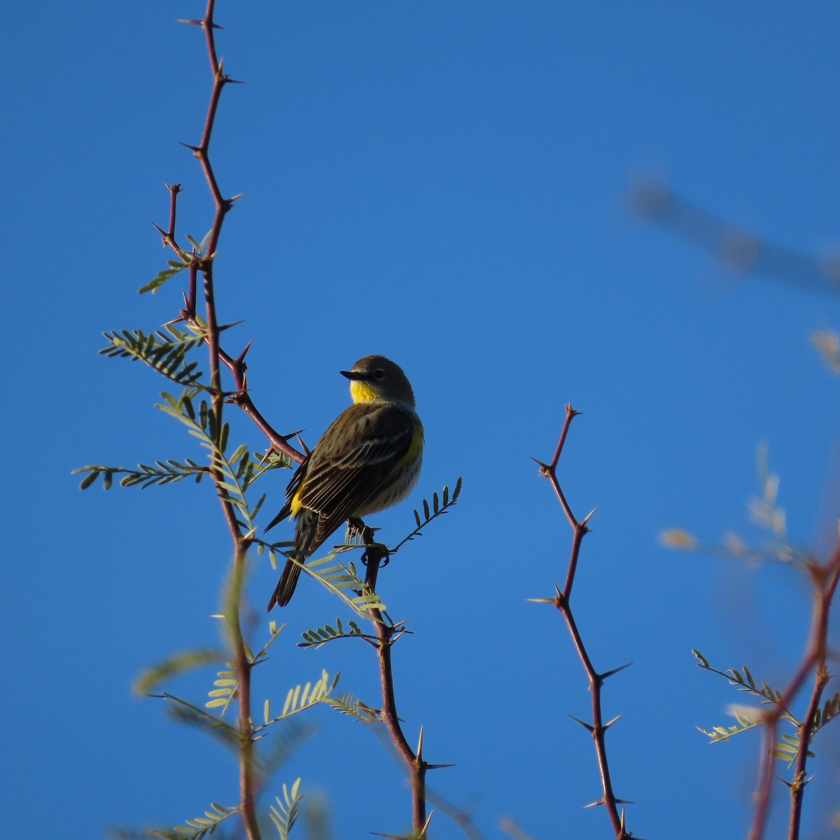 Yellow-rumped Warbler (Audubon's) - ML613087622