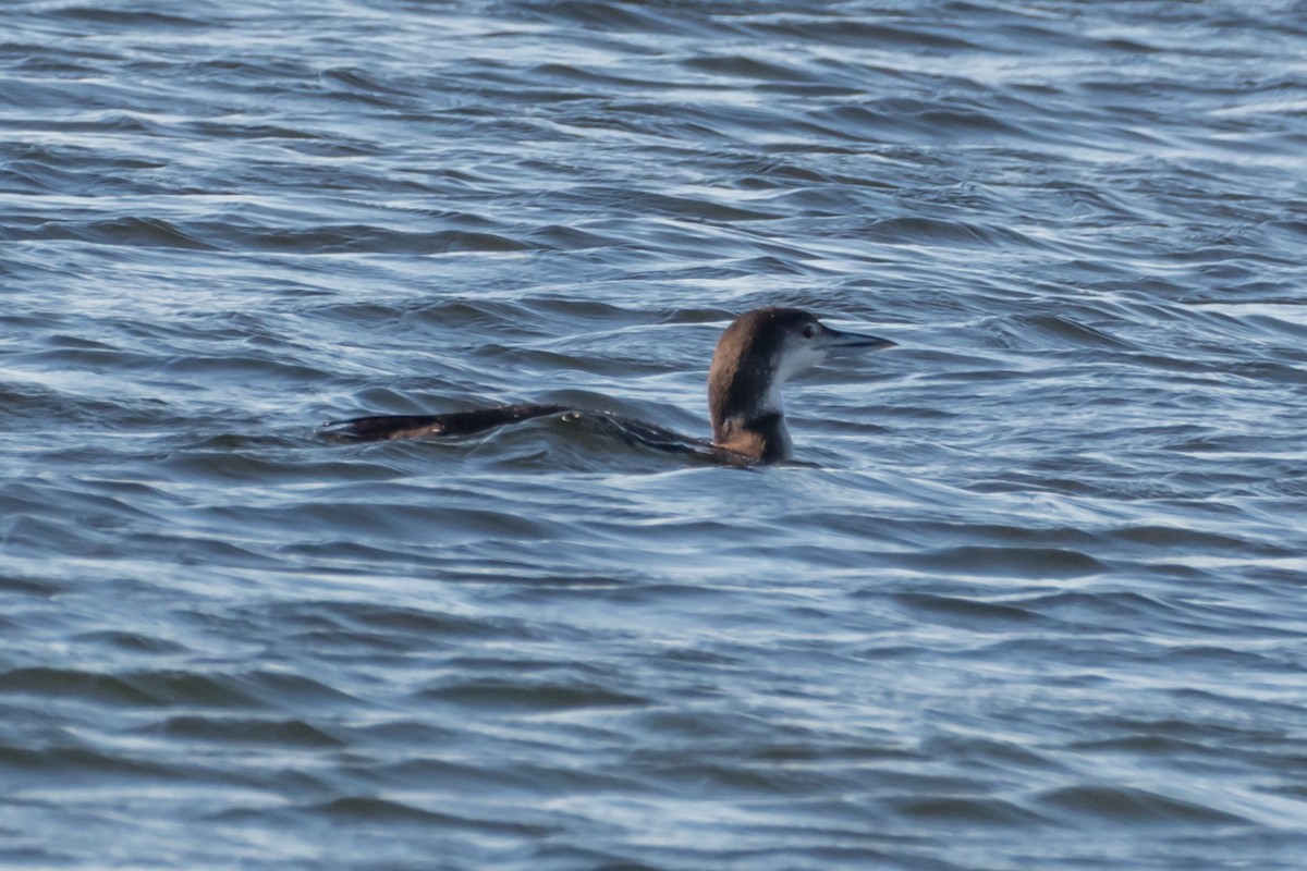 Common Loon - ML613087624