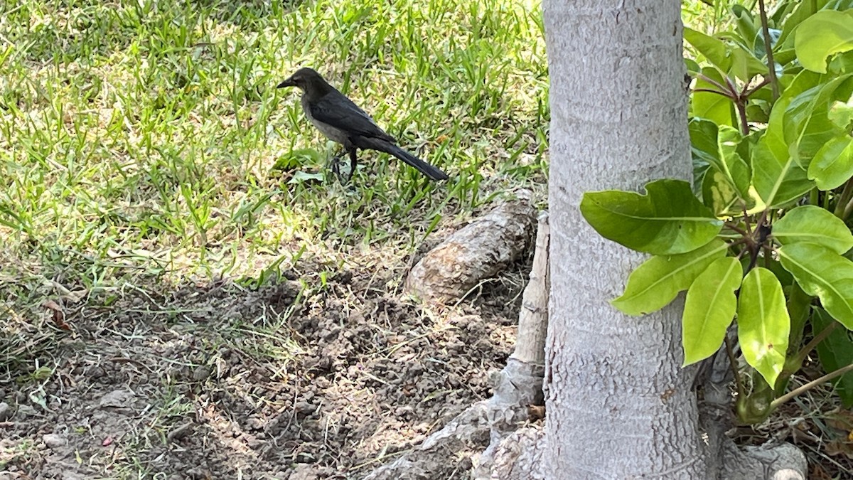 Great-tailed Grackle - ML613087638