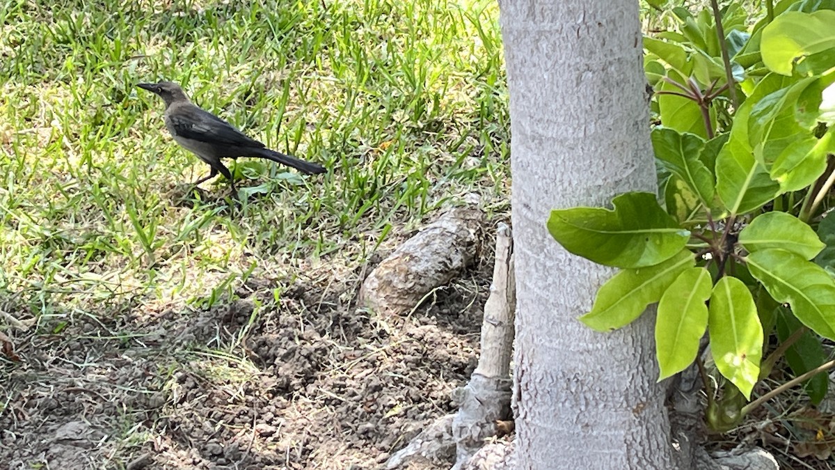 Great-tailed Grackle - ML613087639