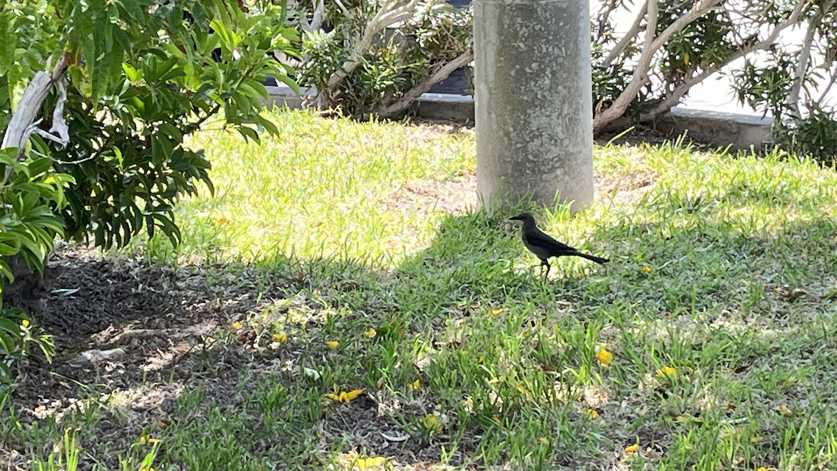Great-tailed Grackle - ML613087640