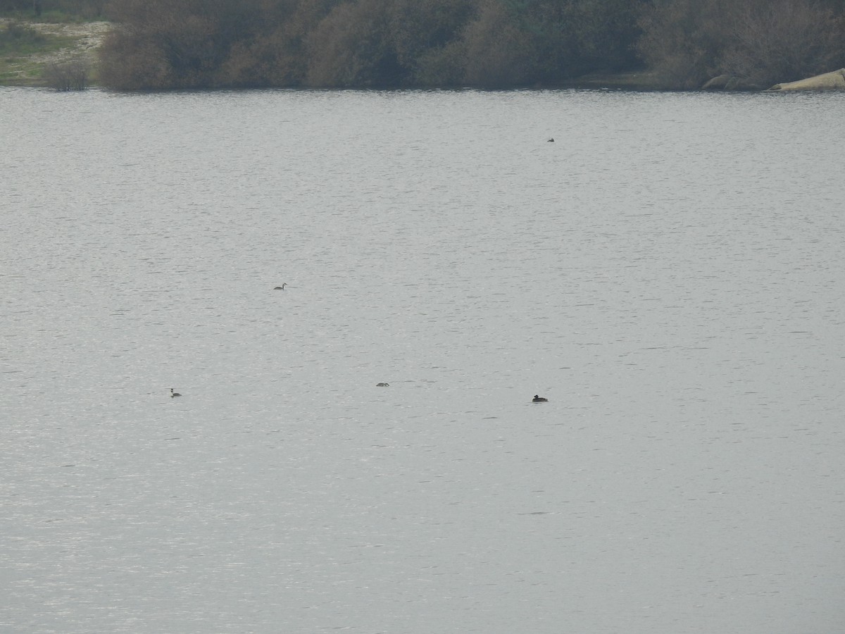 Great Crested Grebe - ML613087650