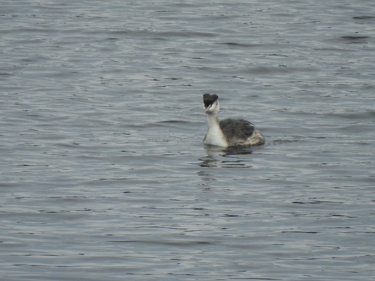 Great Crested Grebe - João Tiago Ribeiro