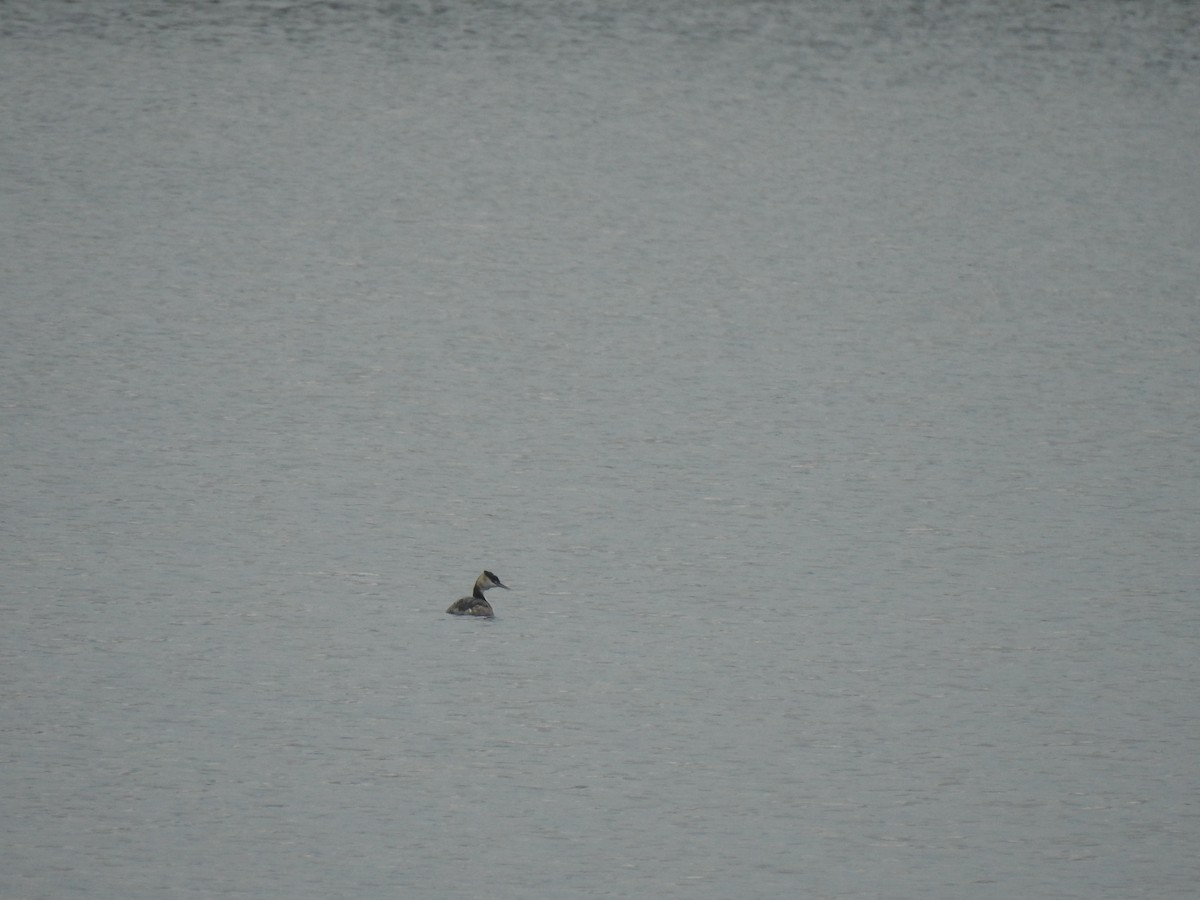 Great Crested Grebe - ML613087657