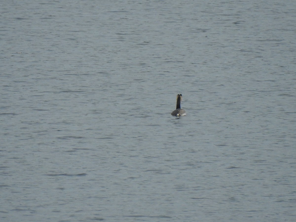 Great Crested Grebe - ML613087661