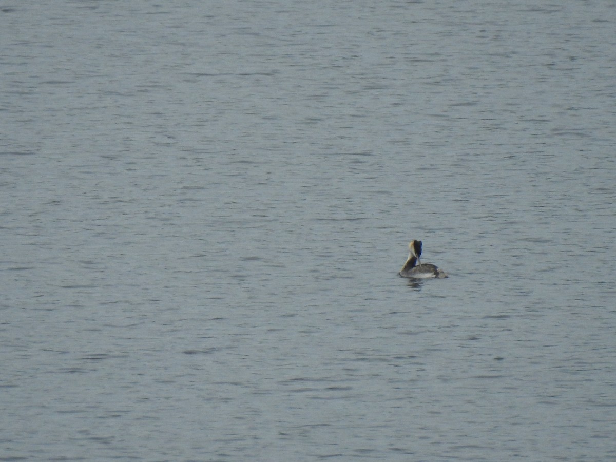 Great Crested Grebe - João Tiago Ribeiro