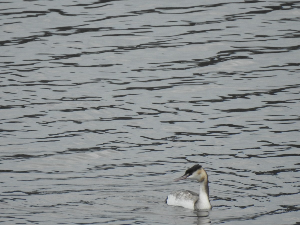 Great Crested Grebe - João Tiago Ribeiro