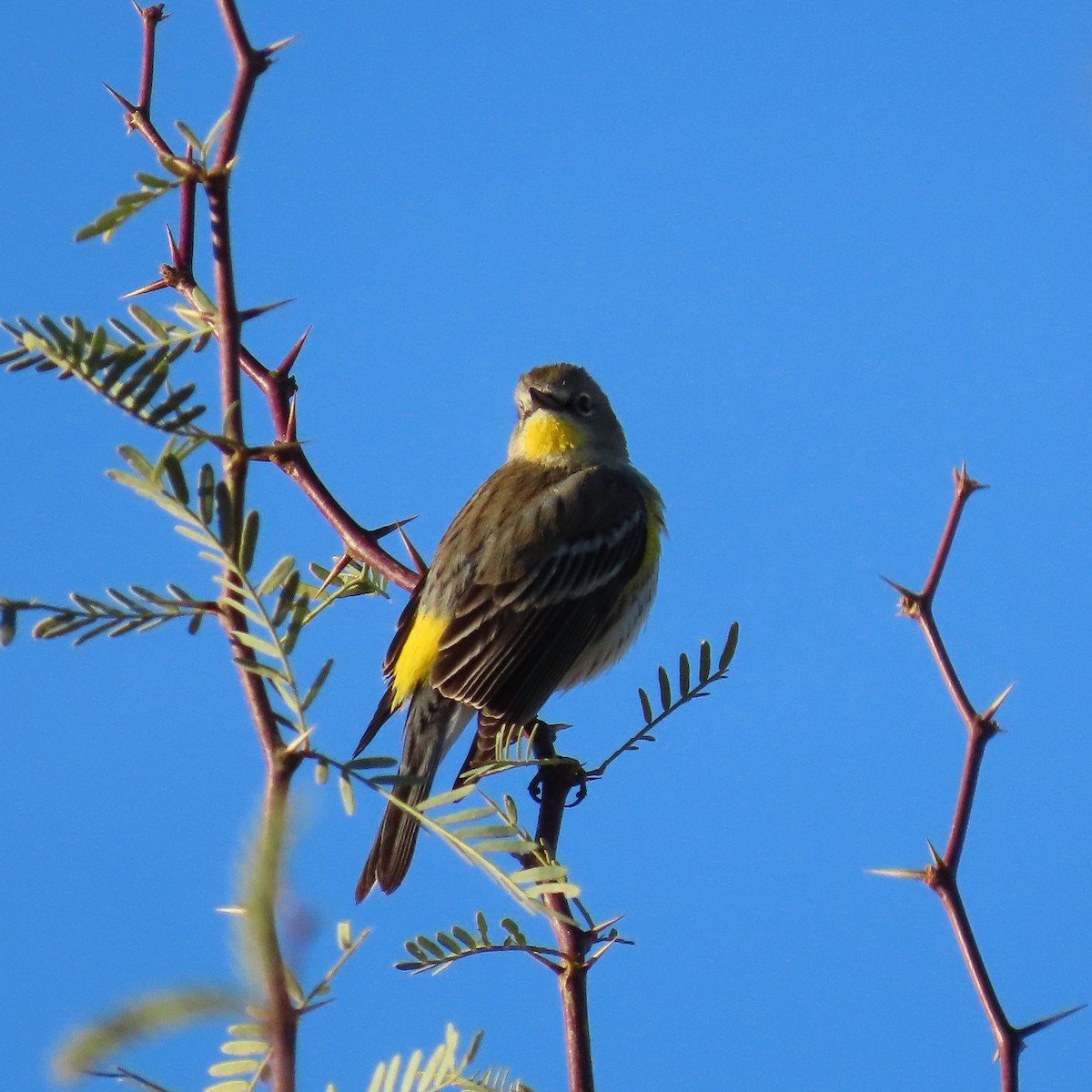 Yellow-rumped Warbler (Audubon's) - ML613087680