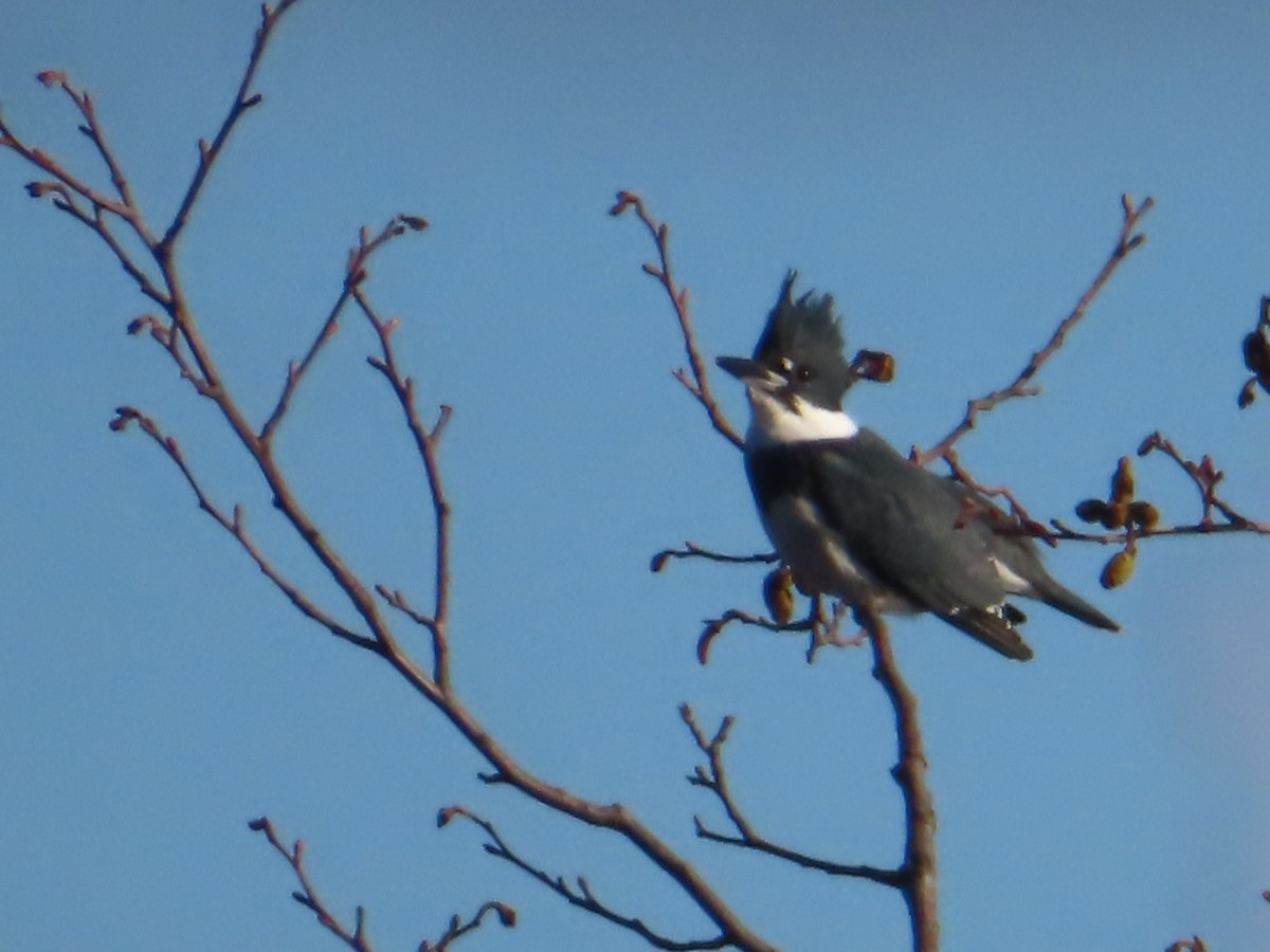 Belted Kingfisher - ML613087691