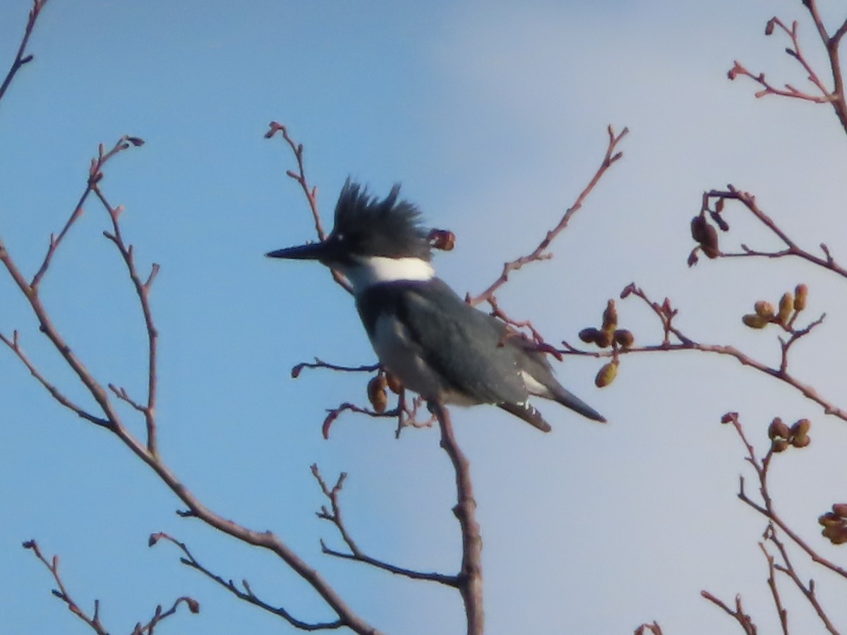 Belted Kingfisher - ML613087692