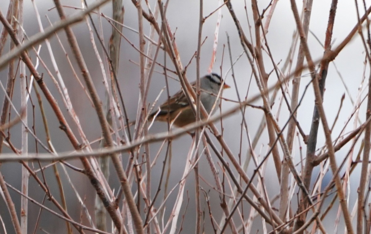 White-crowned Sparrow - Jeffrey Jones