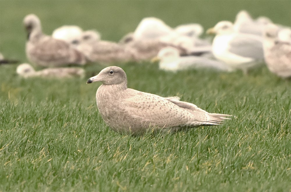 Glaucous Gull - ML613087756
