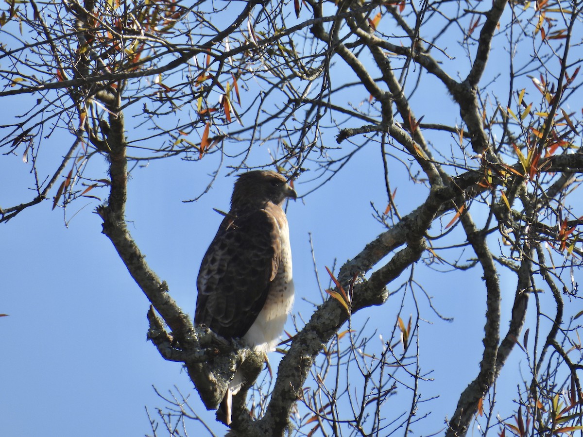 Red-tailed Hawk (fuertesi) - L LeBlanc