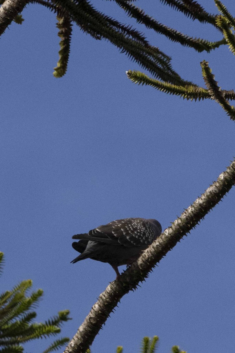 White-tipped Dove - ML613087767