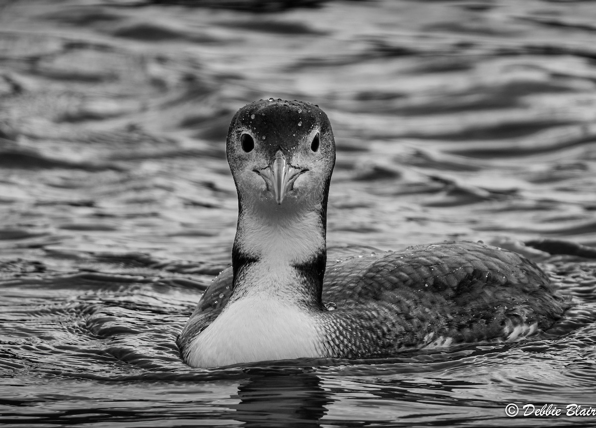 Common Loon - Debbie Blair