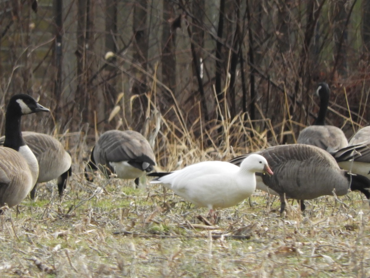 Ross's Goose - ML613087846