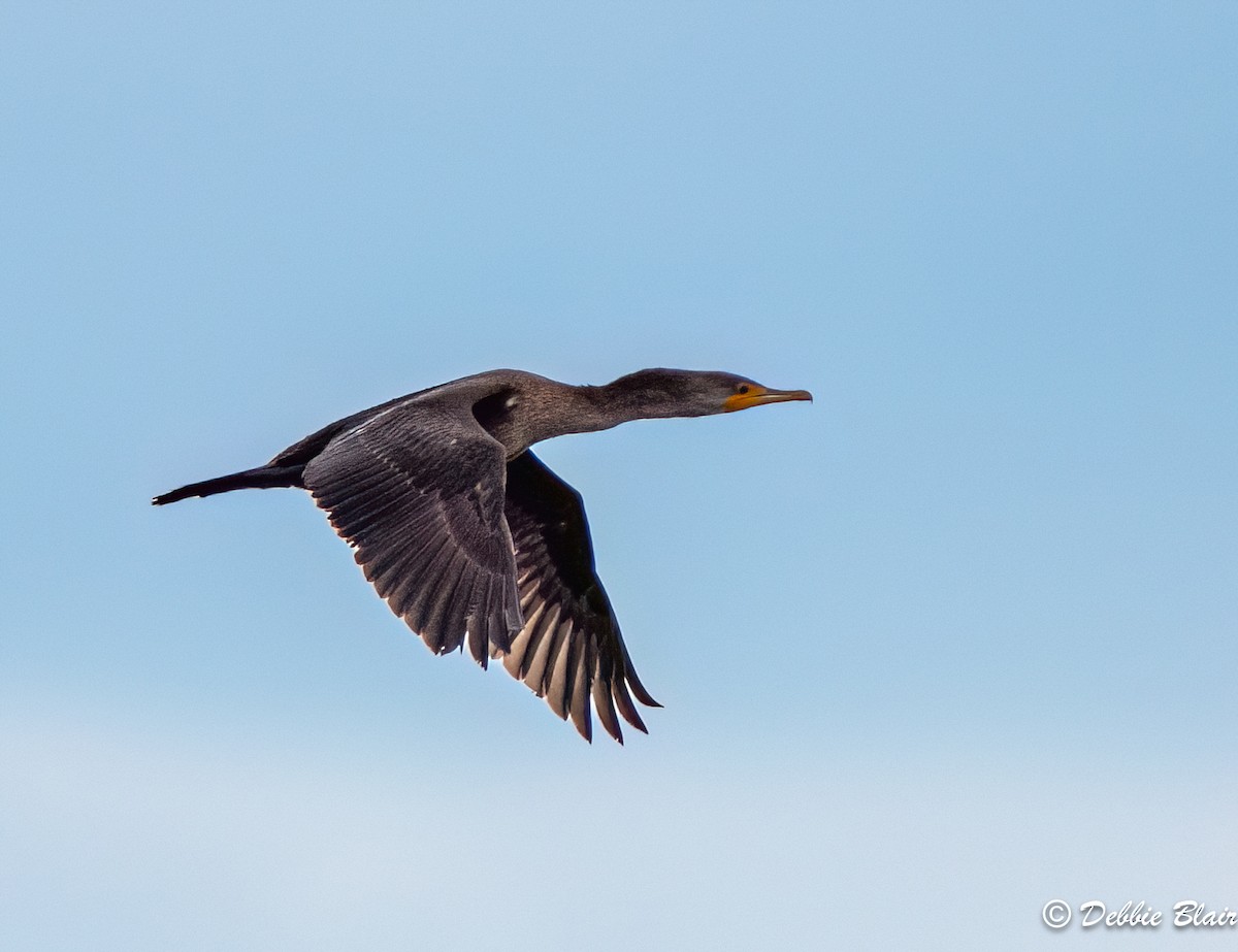 Double-crested Cormorant - Debbie Blair