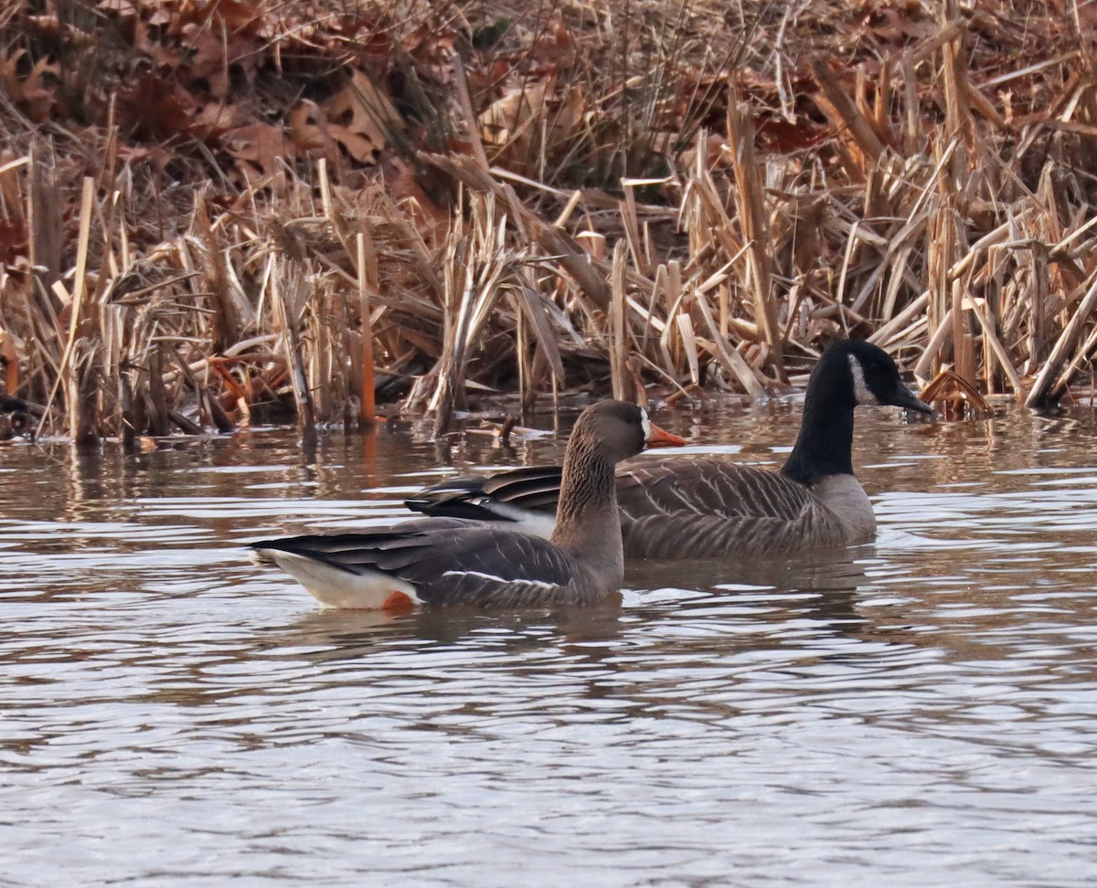 Greater White-fronted Goose - ML613087861