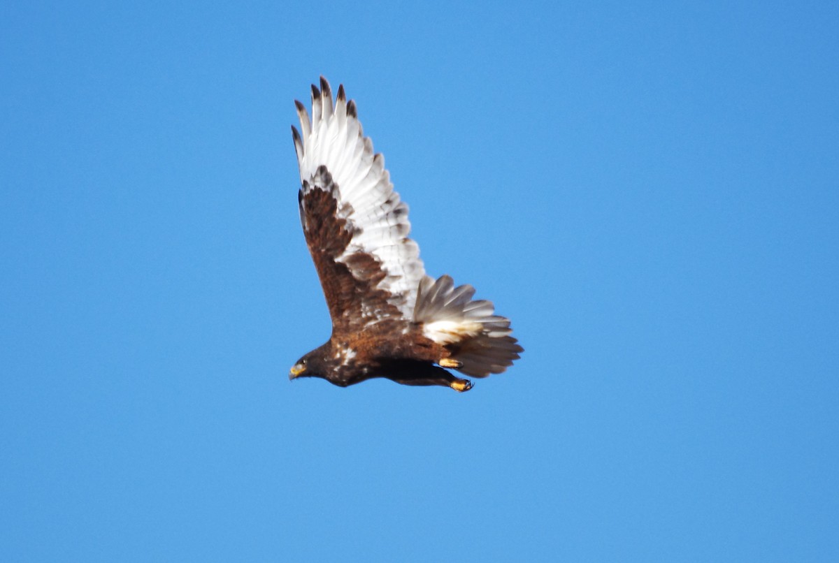 Ferruginous Hawk - ML613087875