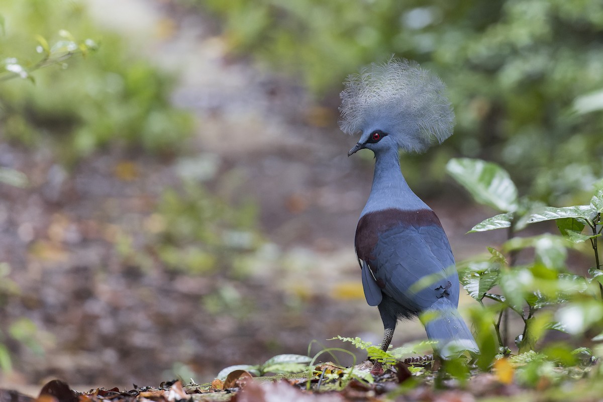 Western Crowned-Pigeon - ML613088004