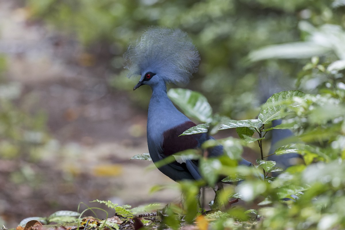 Western Crowned-Pigeon - ML613088005