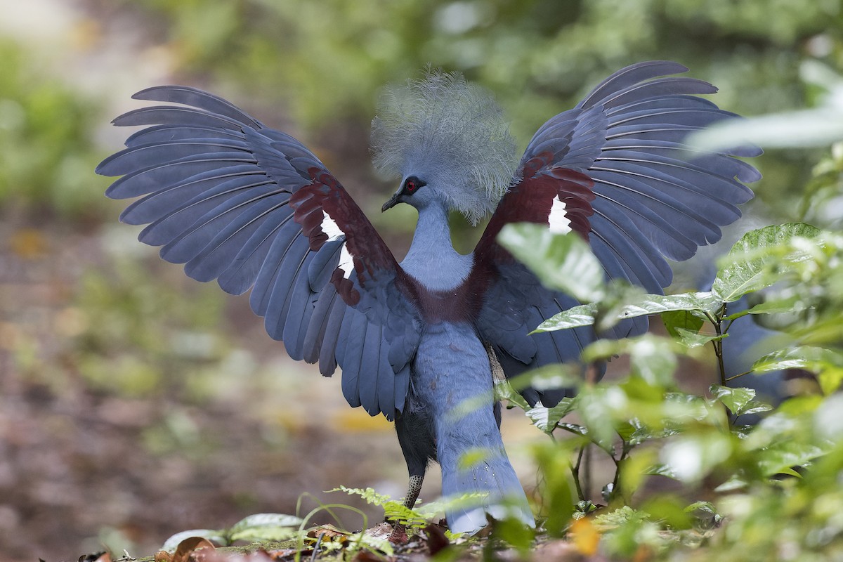 Western Crowned-Pigeon - ML613088006