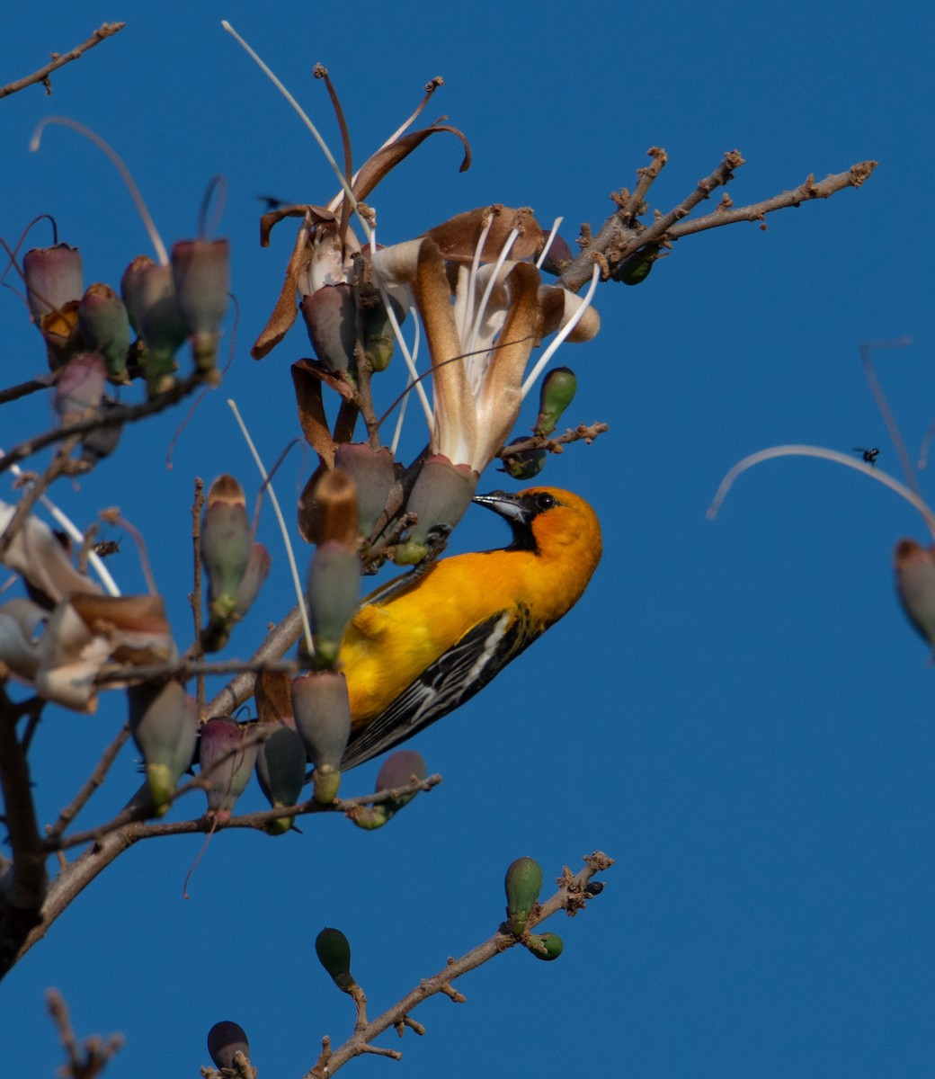 Streak-backed Oriole - ML613088014