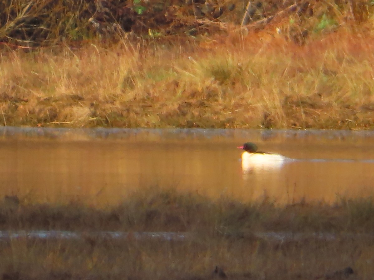 Common Merganser - Dylan Fairbairn