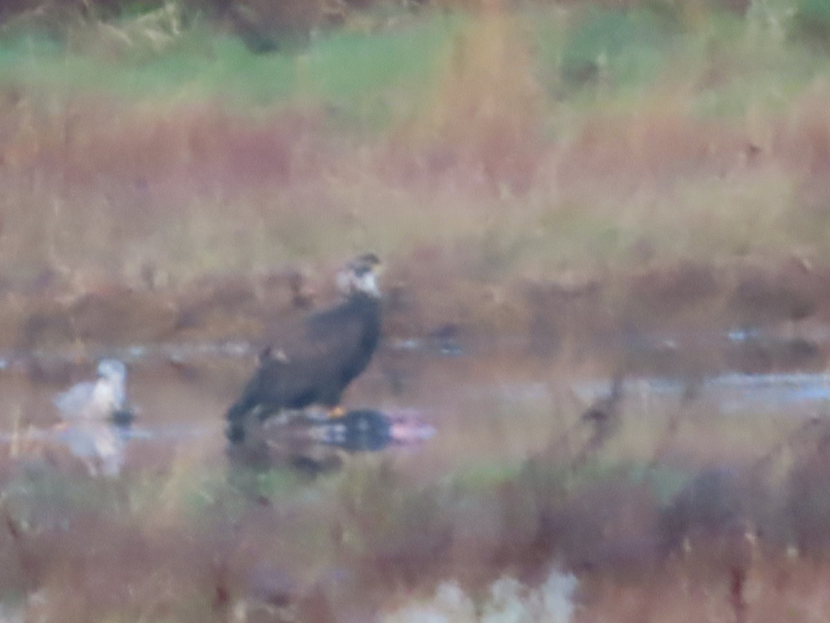 Bald Eagle - ML613088052