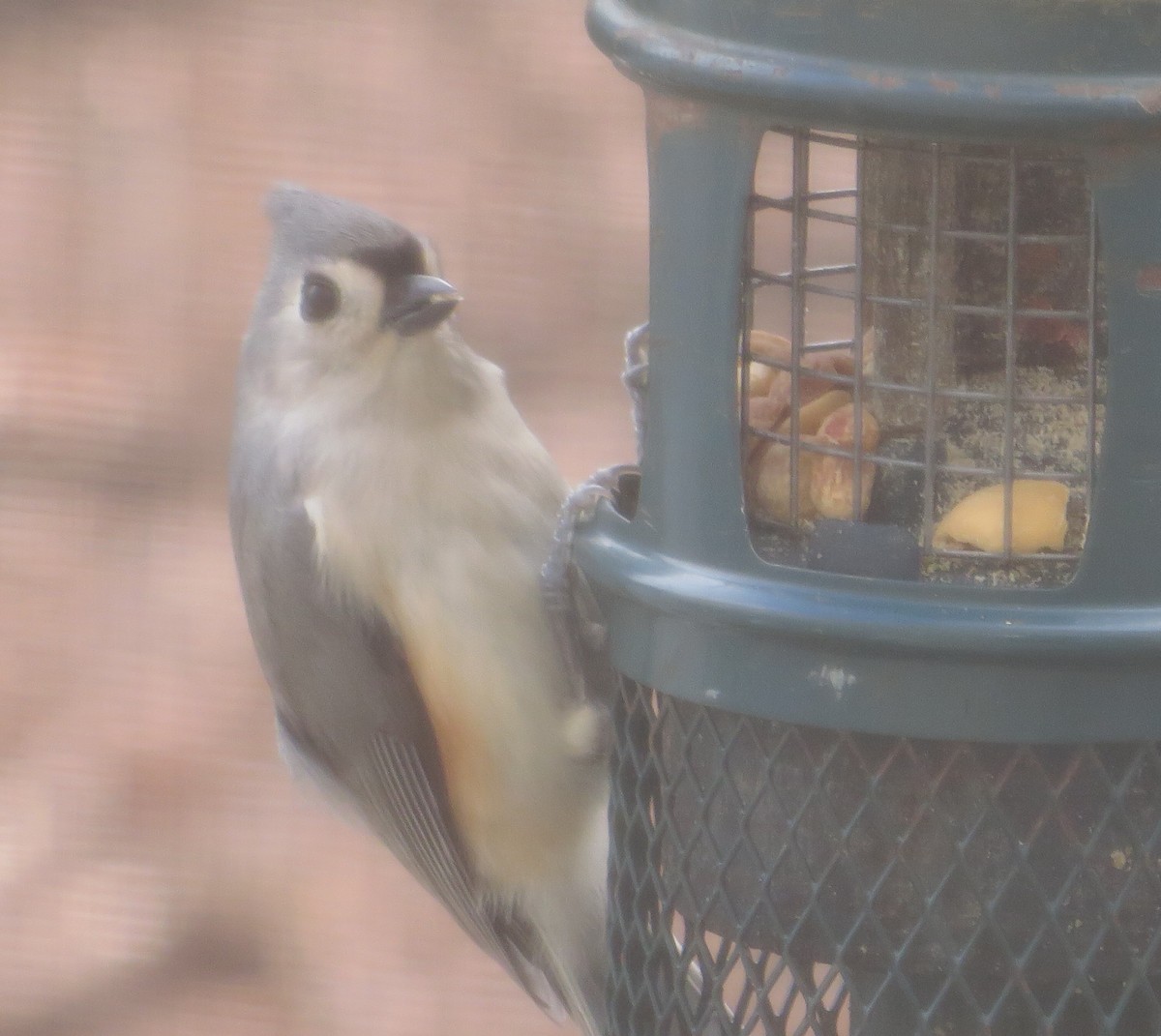 Tufted Titmouse - ML613088060