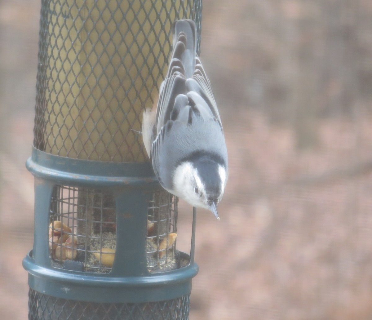 White-breasted Nuthatch - ML613088080