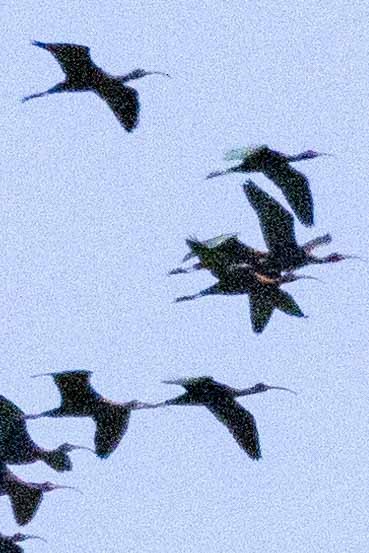 ibis americký - ML613088156