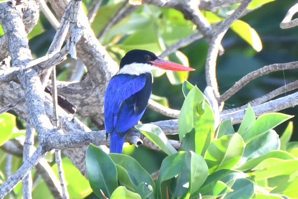 Black-capped Kingfisher - ML613088223